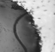 Before THF cleaning - Image 1