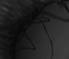 Before THF cleaning - Image 2